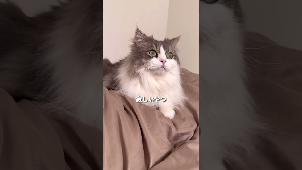 【猫のぼくしか友達がいない相方🥺】 #ぐるねこ #ねこ #shorts #セルカークレックス