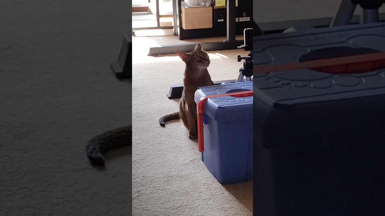 ネコ動画あび＃1552　#shorts　あびの毎日　アビシニアン　あび