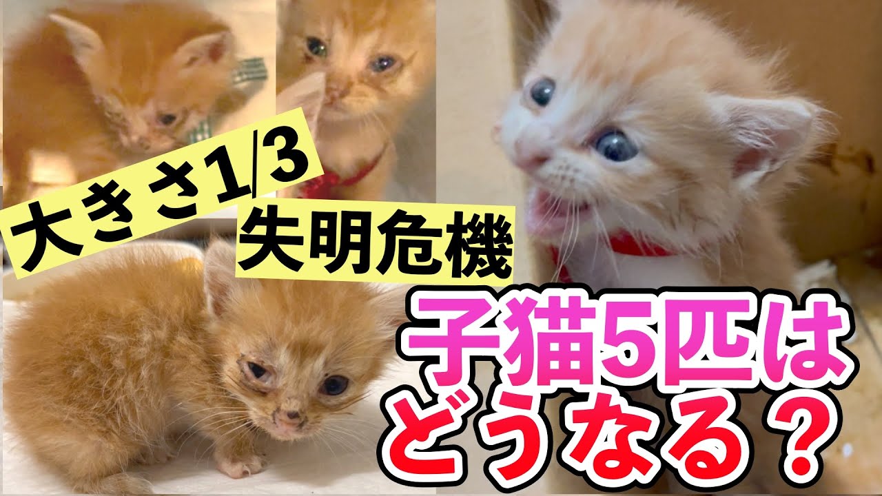 【子猫保護】大きさ1/3・失明危機！子猫5匹はどうなる？