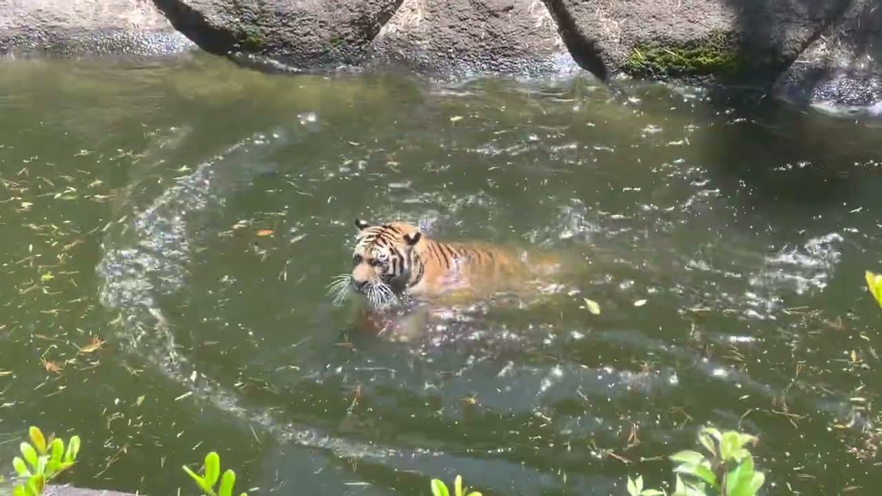 赤いブイとサーシャちゃん♪ アムールトラ　浜松市動物園にて　2023年6月17日