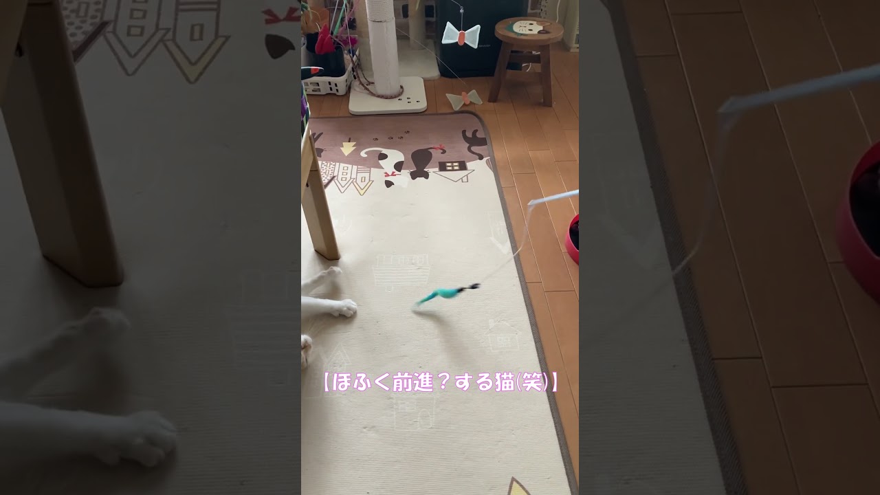 ほふく前進？する猫(笑) #shorts  #猫 #アメリカンカール #cat
