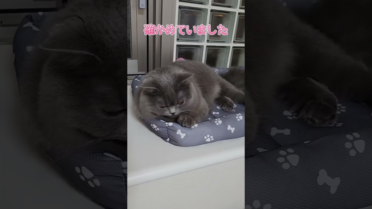 冬用ベッドから夏用ベッドへ【サイベリアン・キキのKIKICHANNEL】#shorts #サイベリアン #猫