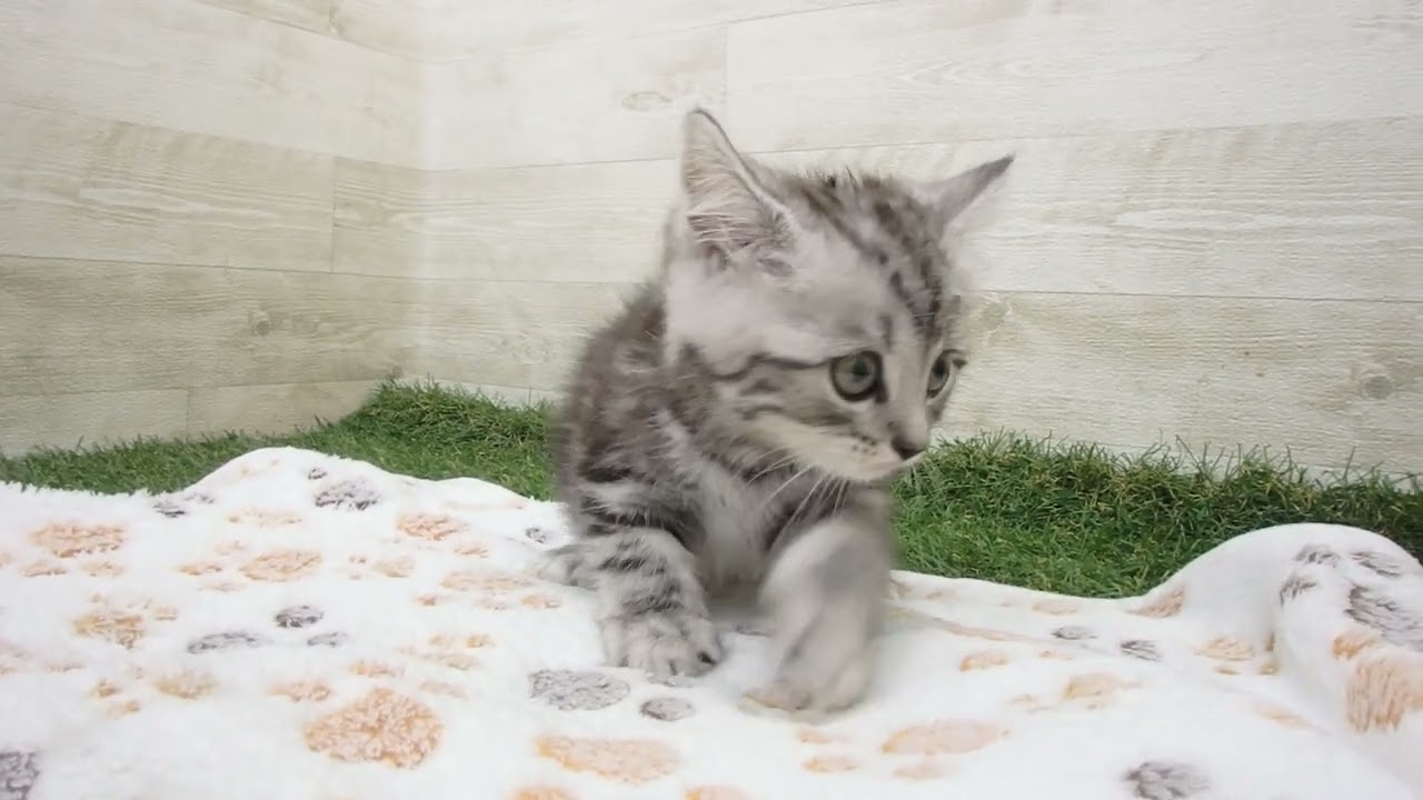 Coo&RIKU　No00632760 アメリカンショートヘアー