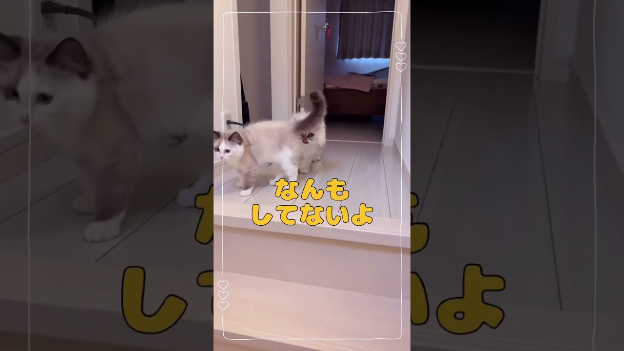 💛ペルシャ猫が鳴くから気になるラグドールの仔猫⚡️😈⚡️#shorts #cat #猫 #子猫 #多頭飼い🖤