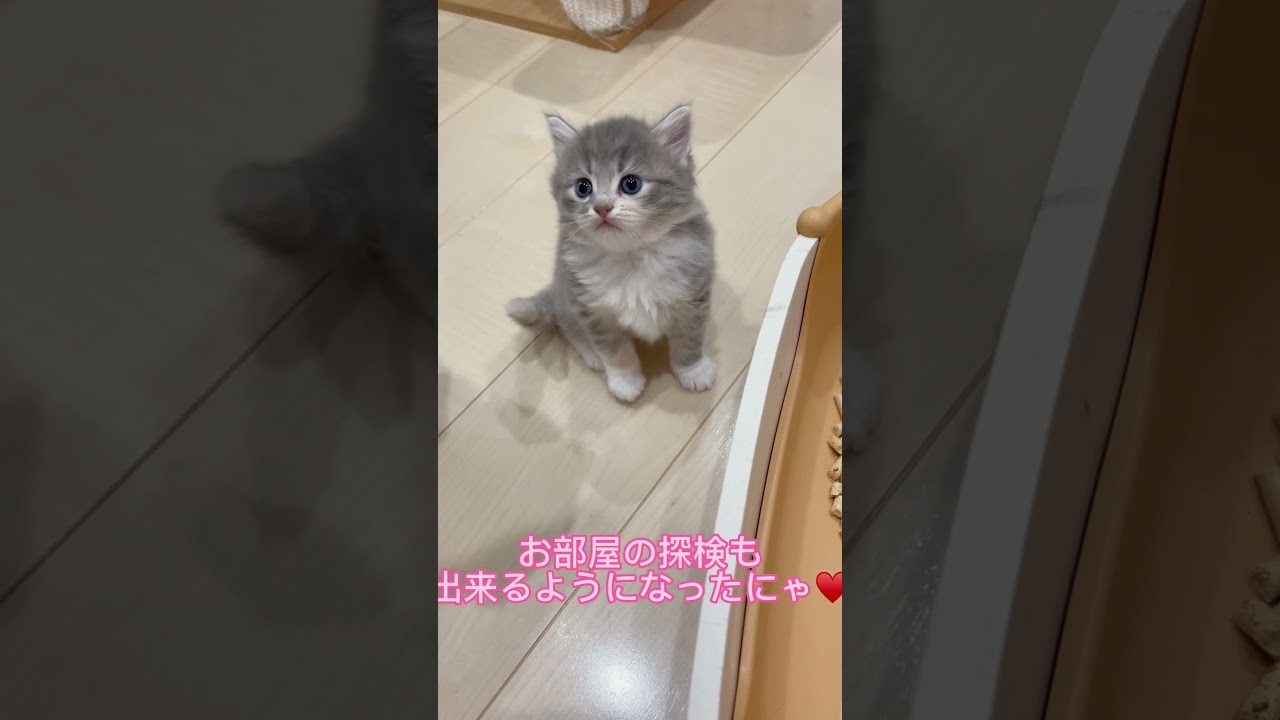クリクリお目目ラパーマちゃん♥️ 【お問合せ詳細は説明欄に記載あります】 #マンチカン #子猫 #ブリーダー直販 #猫 #猫のいる暮らし #ミヌエット #子猫販売 #ラパーマ #スクーカム #猫動画
