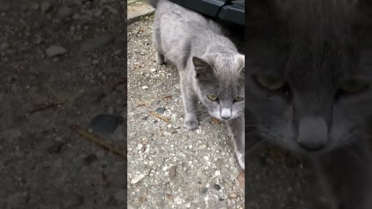Korat kitten looking sad new teeth close up. Please subscribe #viralvideos #viralshorts #cats