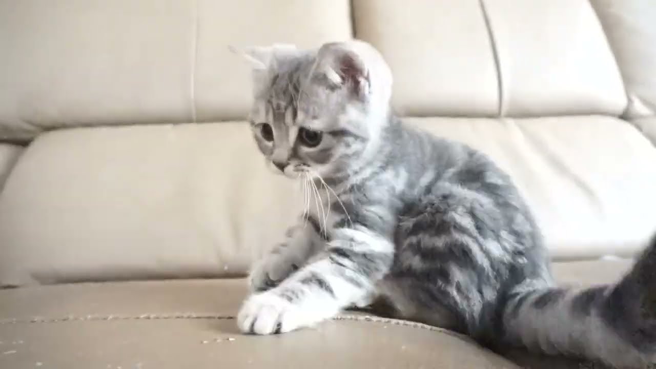 ブリティッシュショートヘアー子猫　British Shorthair　2023.2.12産まれ　ブルータビー　女の子　シーダキャット猫のお店