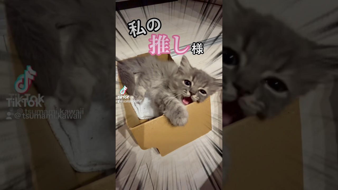 "推し様"が今日も可愛い。 #ラガマフィン #つまみちゃん #かわいい #kitten #猫 #cat #子ねこ #おすすめ #アイドル #shorts