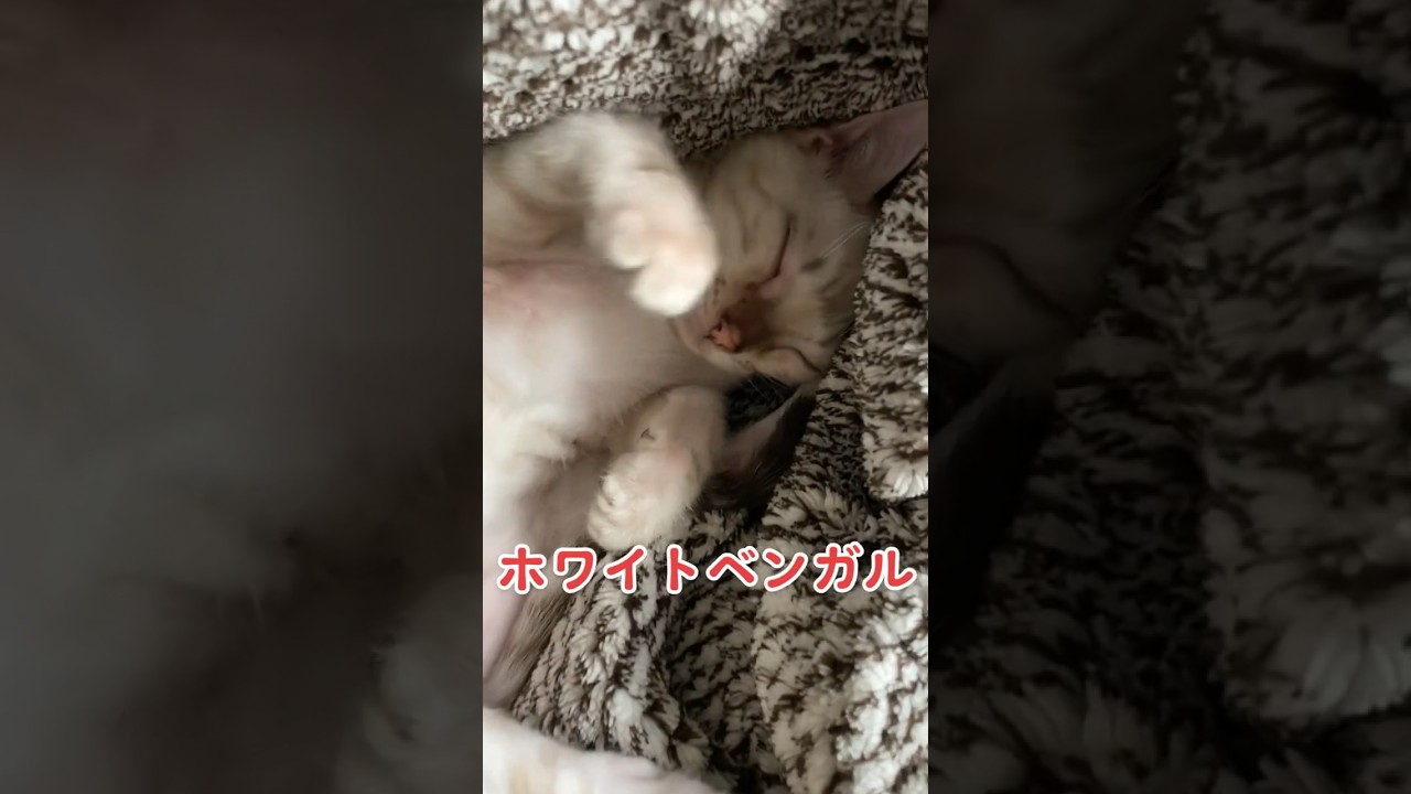 【子猫動画】ホワイトベンガル　生後4ヶ月！　可愛くてごめん！　ベンガル猫　ネコ　ねこ　#cat #bengalcat