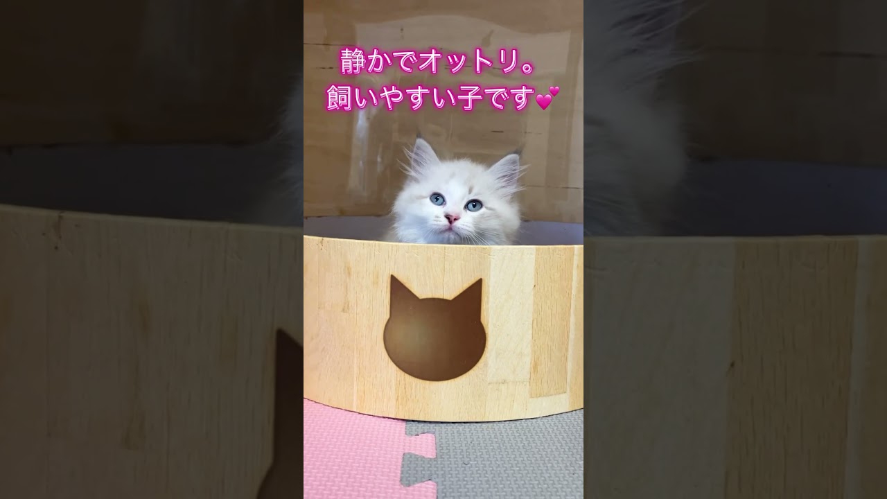 ハチワレのネヴァマスカレード💕 #サイベリアン #ネヴァマスカレード #子猫