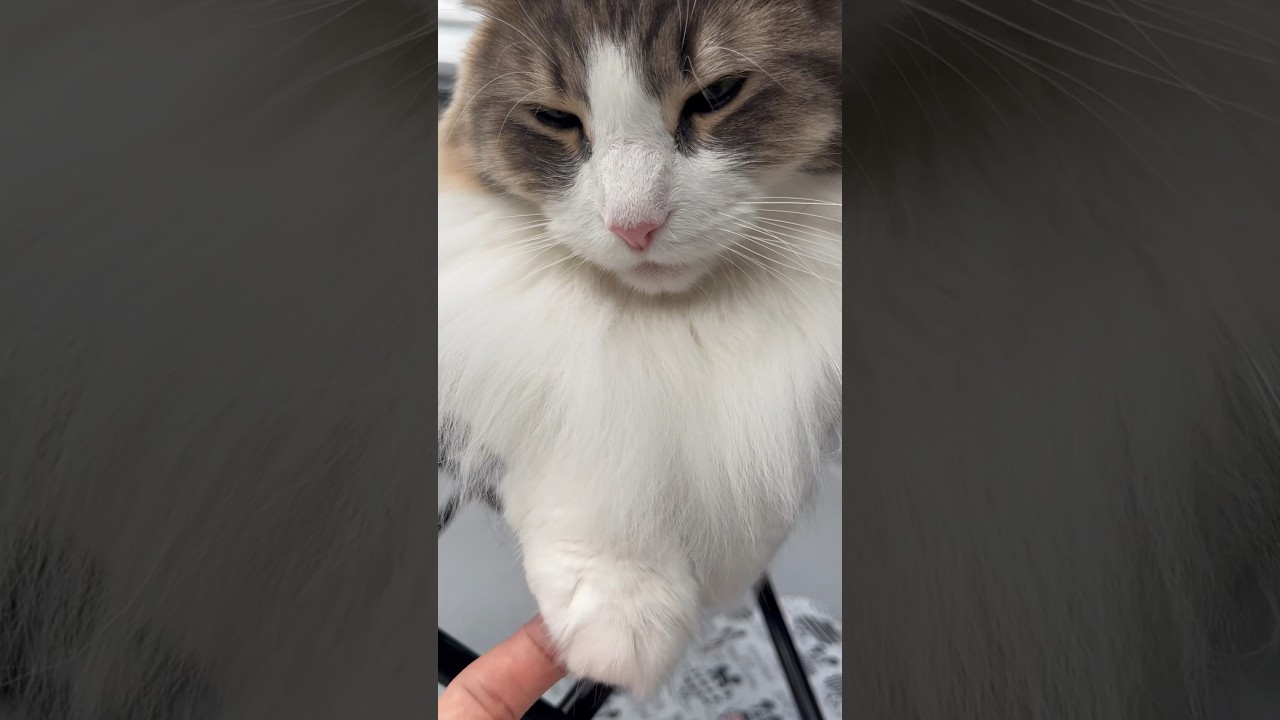 お手手ないないからハンターに豹変する瞬間 #ノルウェージャンフォレストキャット #norwegianforestcat