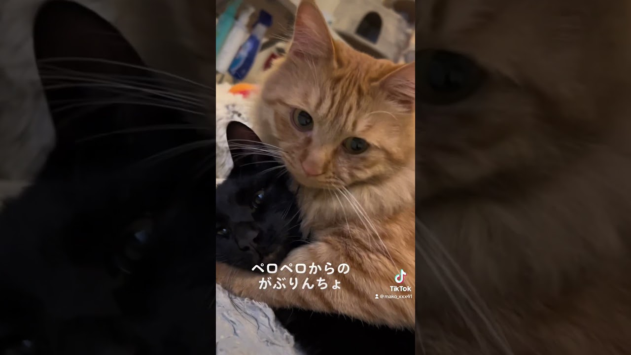 #猫#保護猫#猫のいる暮らし#先住猫#新入猫#譲渡会#cat#ネコ#ねこ#猫好き#茶トラ#黒猫#鍵尻尾#ボブテイル#茶トラ女子部