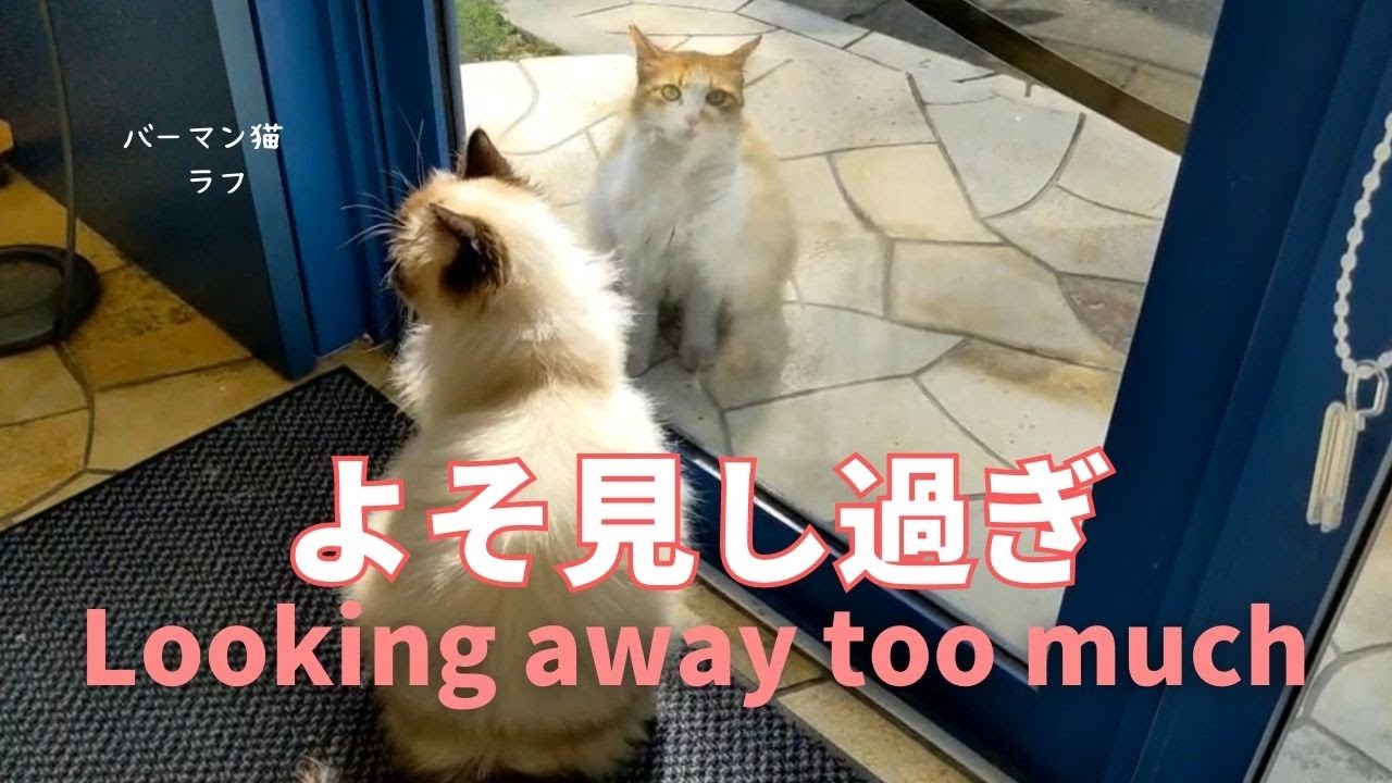 バーマン猫ウリ【よそ見し過ぎ】Looking away too much（バーマン猫）Birman/Cat