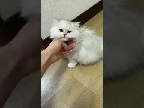 ペルシャ（チンチラ） おとなしくて丸いチンチラシルバーの女の子。