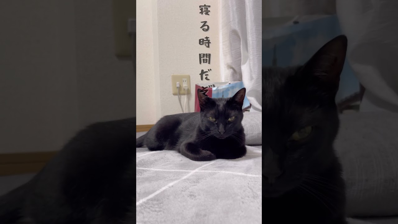 早く寝ろ...と圧をかけてくる猫