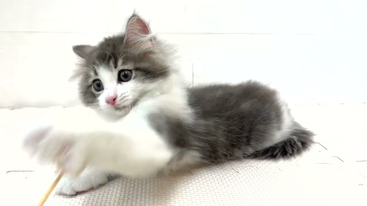 遊んであげてる？遊んでくれてる？ノルウェージャンフォレストキャット