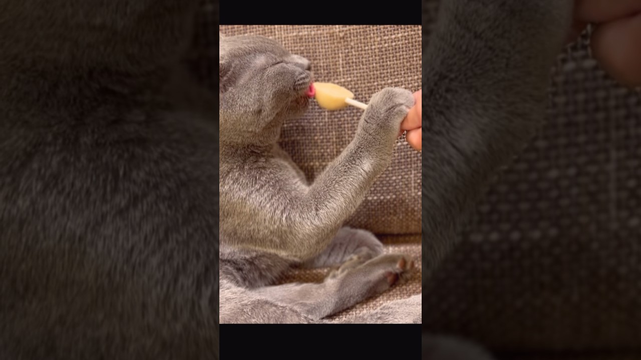 アイスを食べるネコ #catlover #猫 #猫のいる暮らし #cat #japanese #cats #life #cute