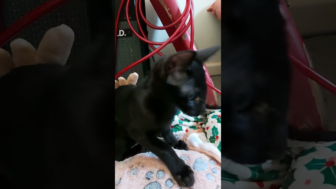 #orientalkittens #leonardo #josie #galina #emerald #dior NEW MEMBERS FAMILY BLACK & HAVANA ORIENTAL
