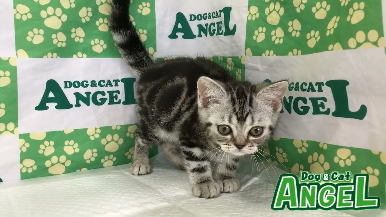アメリカンショートヘアー 2306067 【ペットショップエンゼル　子犬・子猫販売】