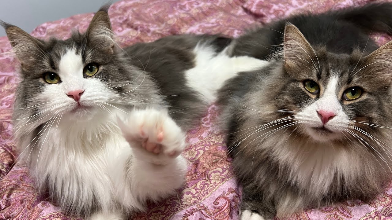 【仲良し】ボクたちシャカシャカするの好きにゃんです。ノルウェージャンフォレストキャットの仲良し兄弟❤︎