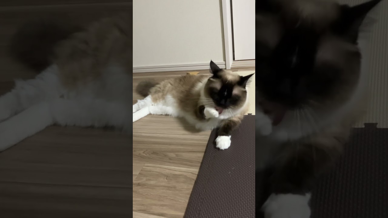 ラグドールのたぬきみたいな猫の日常