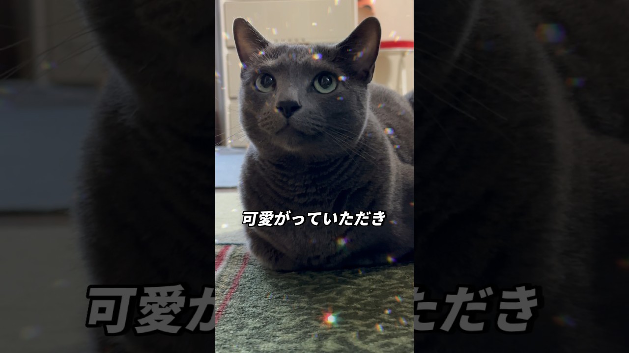 【ロシアンブルー】めろん、香箱座りでまったり🥰6月もゆっくり、よろしくお願いします💗🦄見てくれるかなぁ...【猫】#shorts