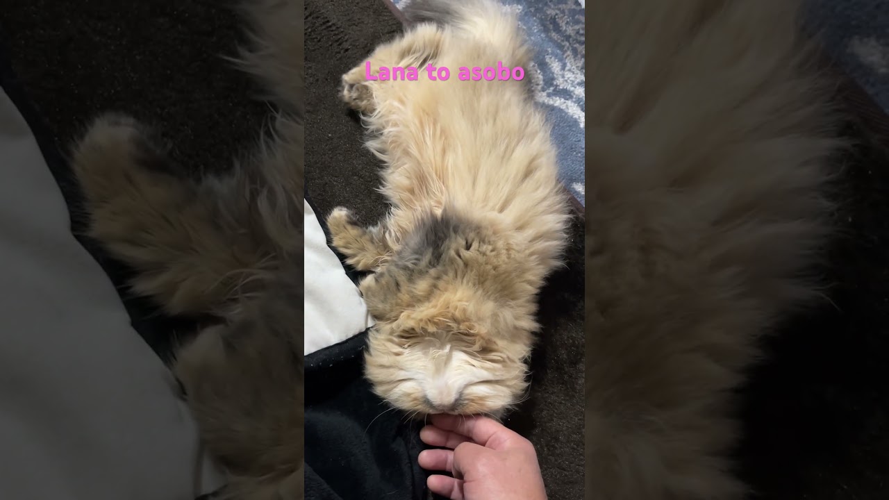 らなさんまったり #cat #ペルシャ子猫