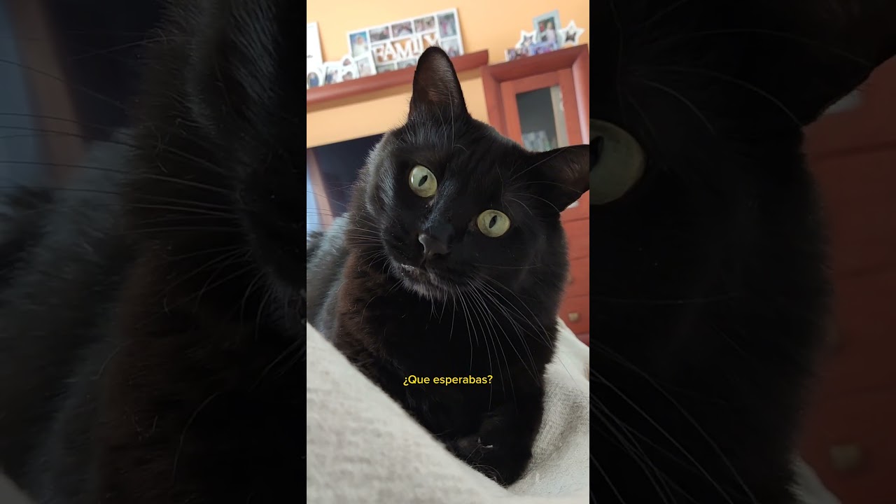 La gran traición 🙀