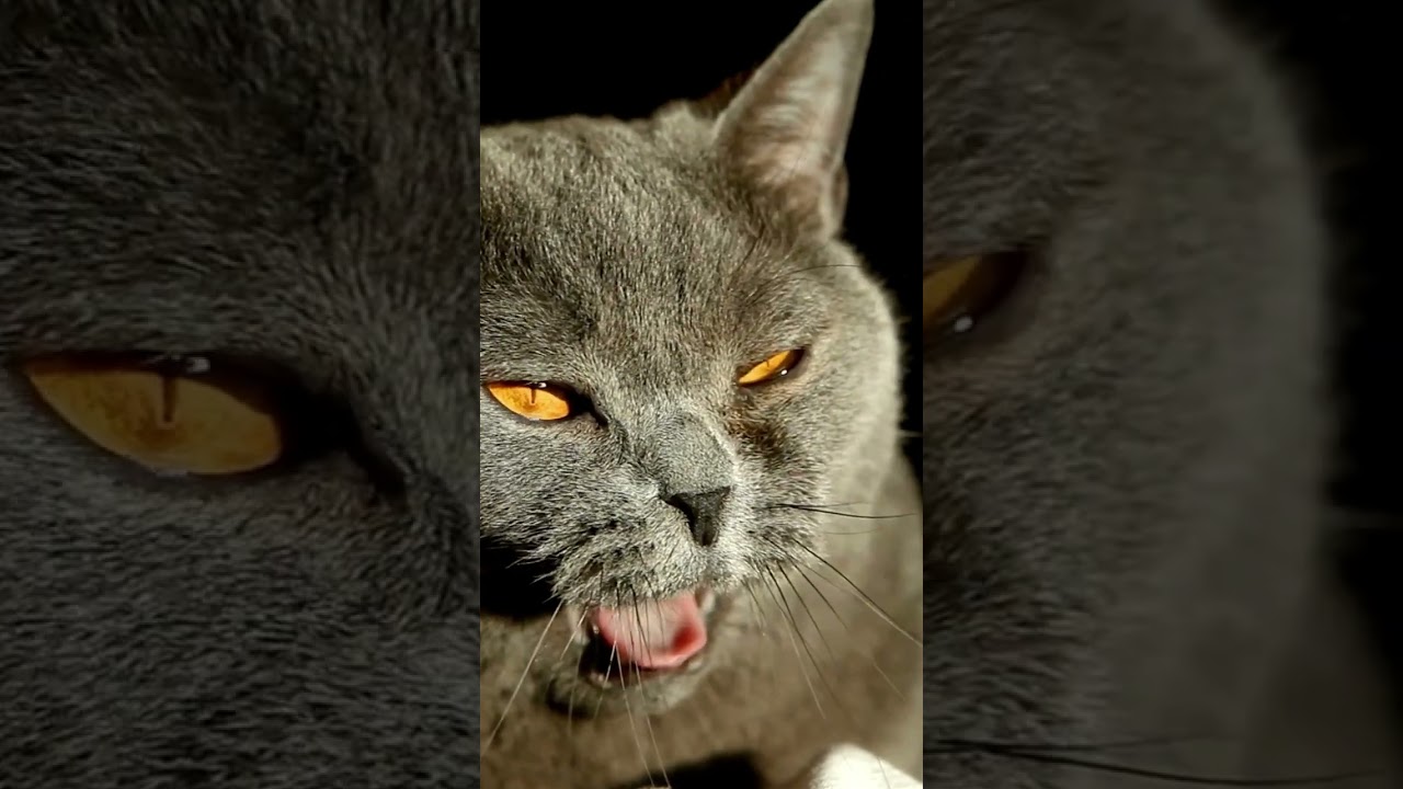 Why does my cat yawn when I look at her? #catyawning