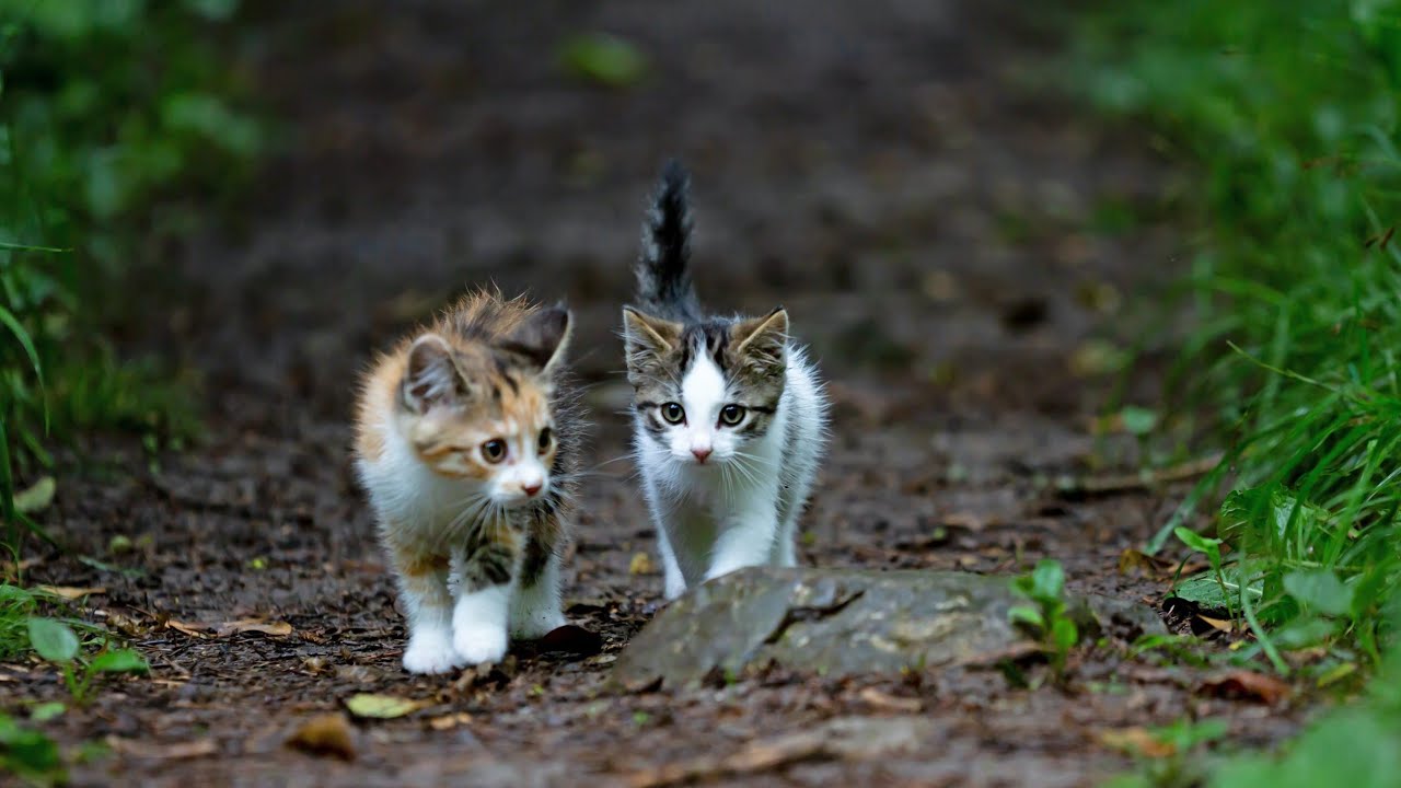 HAVANA BROWN CATS BREEDS