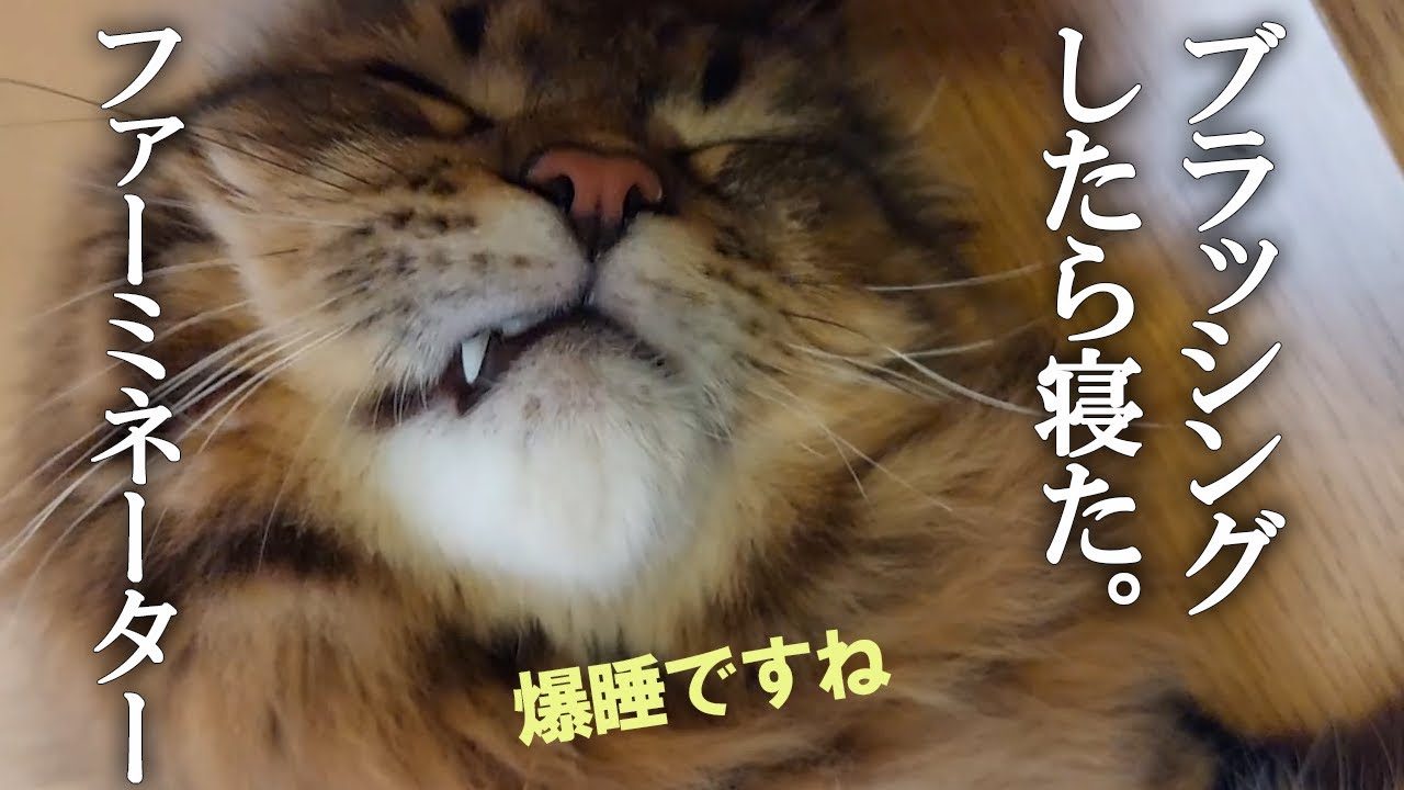 抜け毛がごっそり取れる「ファーミネーター」でブラッシングしたらサイベリアン子猫がこうなりました