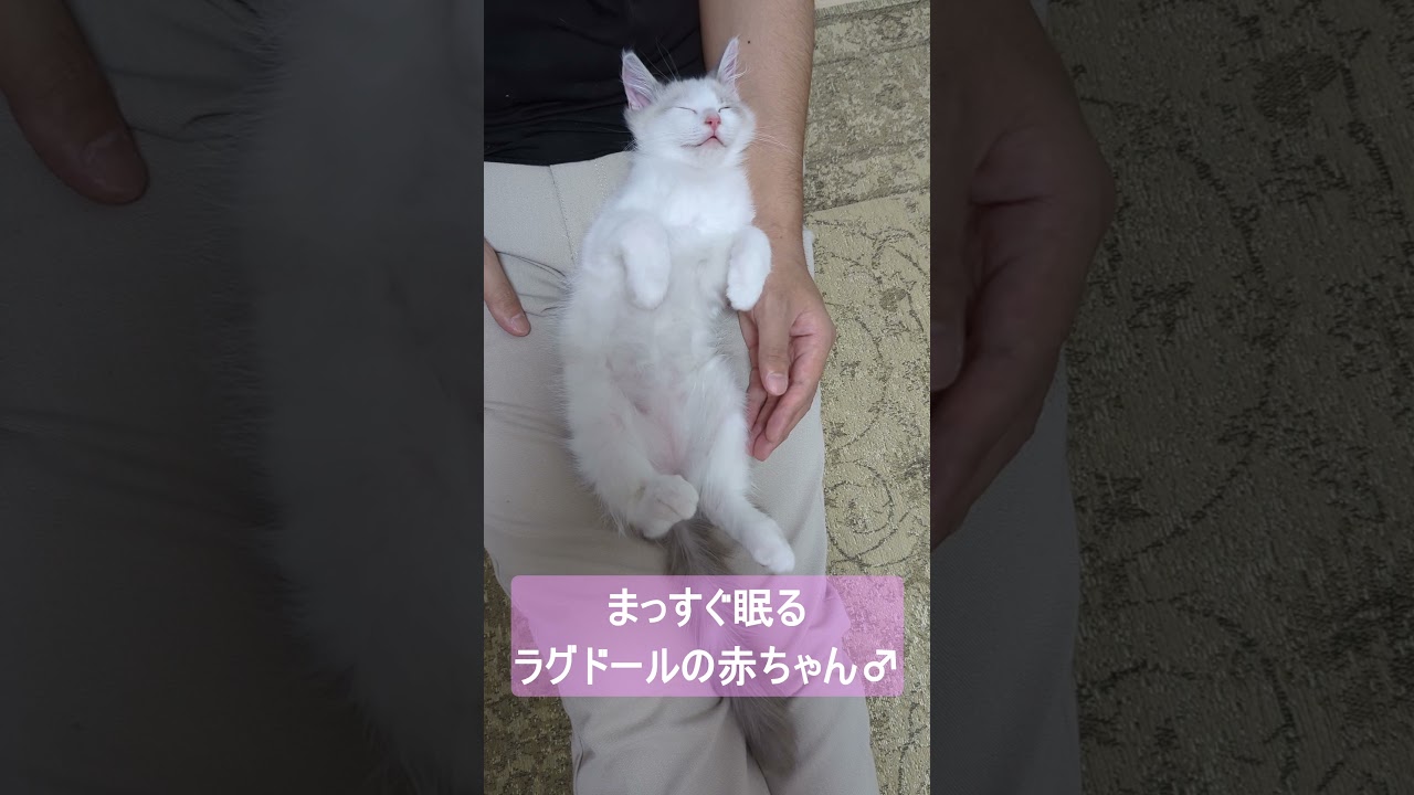 まっすぐ眠るラグドールの赤ちゃん♂ #shorts