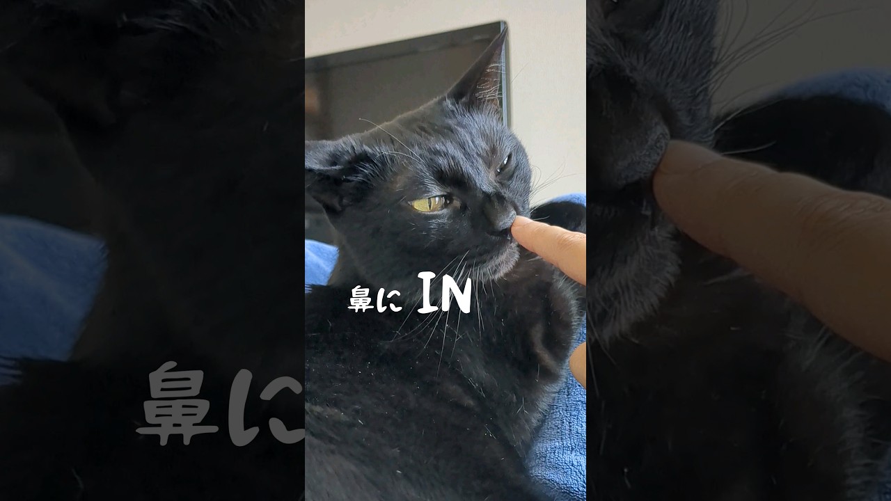 しっかり指のニオイを嗅ぎたい時の猫