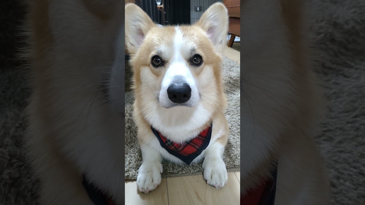我が家のスフィンクス / The Sphinx in My House #shorts #corgi #尻尾ありコーギー