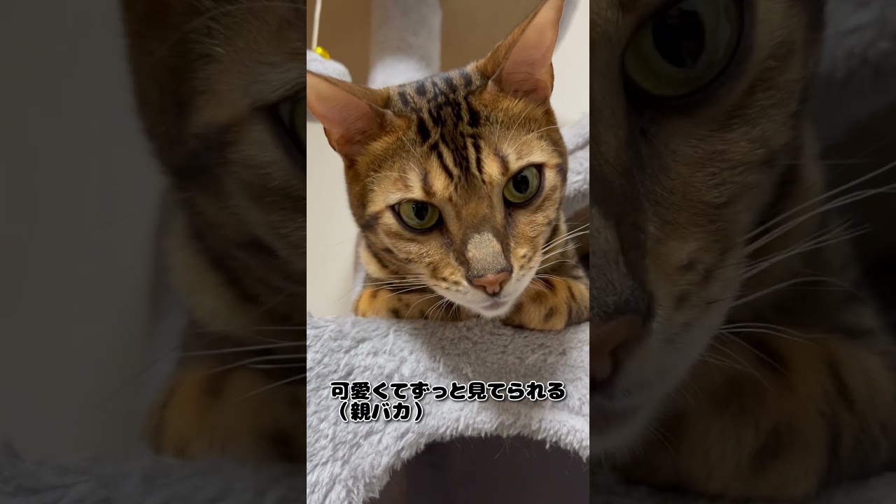 【猫】香箱座り【ベンガル】
