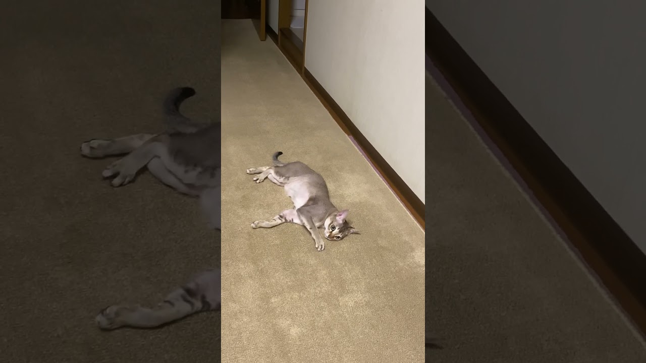 一回転する猫セラ社長【シンガプーラ】 #animals #singapura #cat #pets