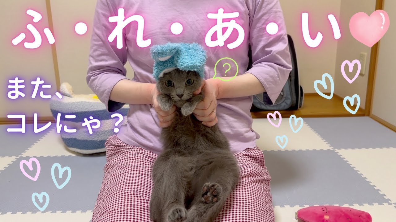 ママと「ふれあい広場」で楽しむ猫（ロシアンブルー）