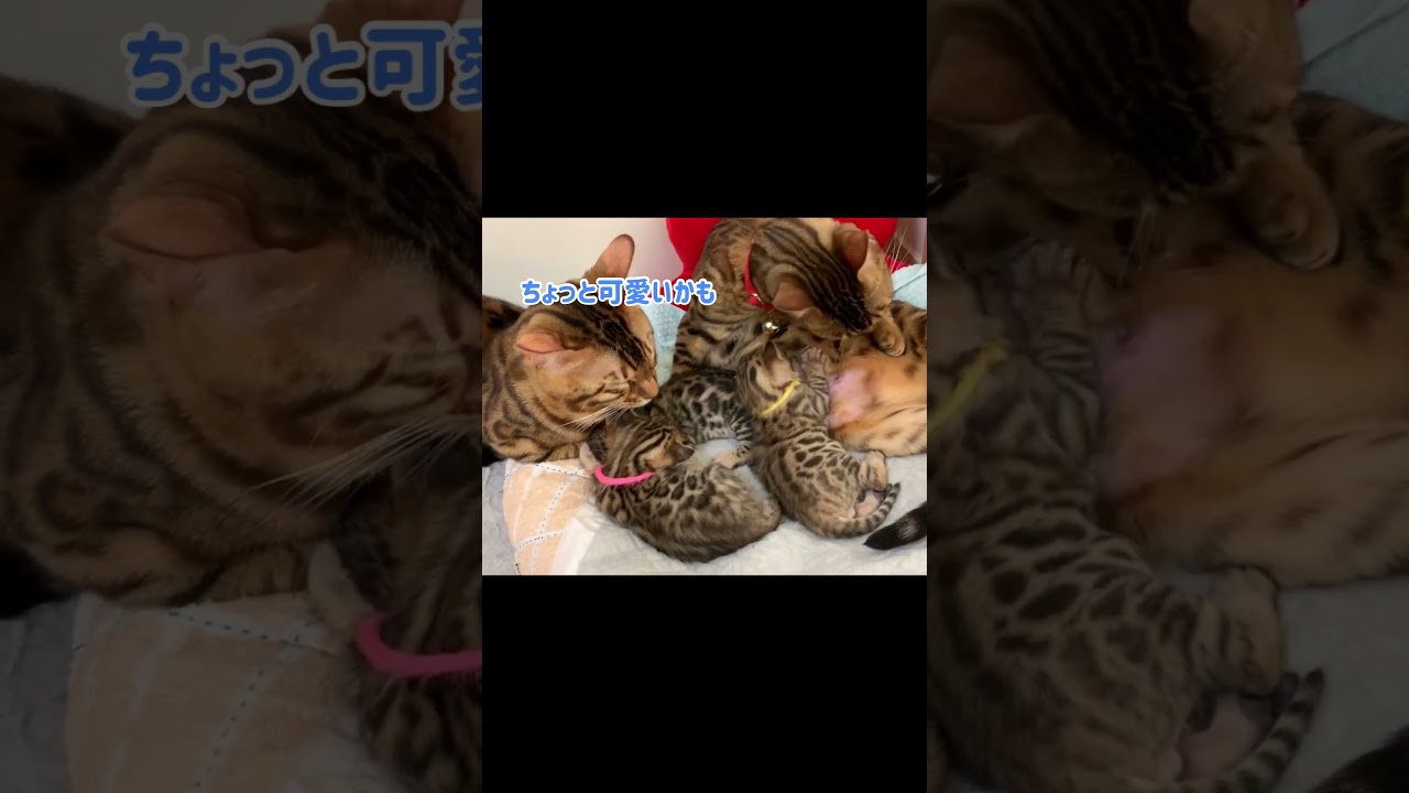 ロクデナシ父猫がイクメンになるまで #shorts