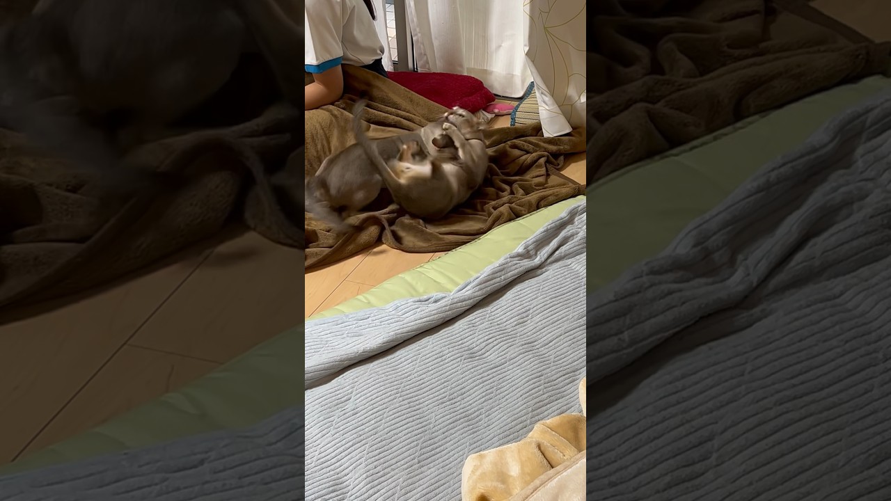 今日も今日で、激しいお二人