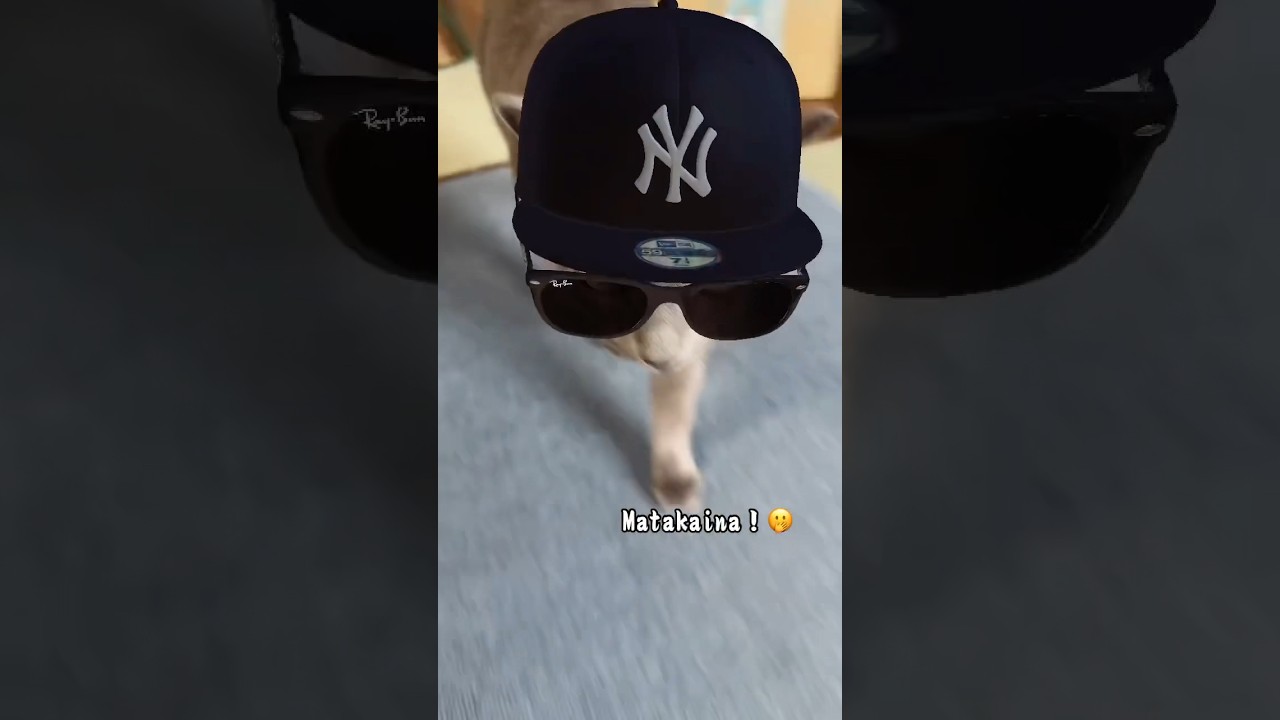 【ロシアンブルー】めろんウォーク🤭このエフェクト第三弾ですね😊ハマってます🥰【猫】#shorts