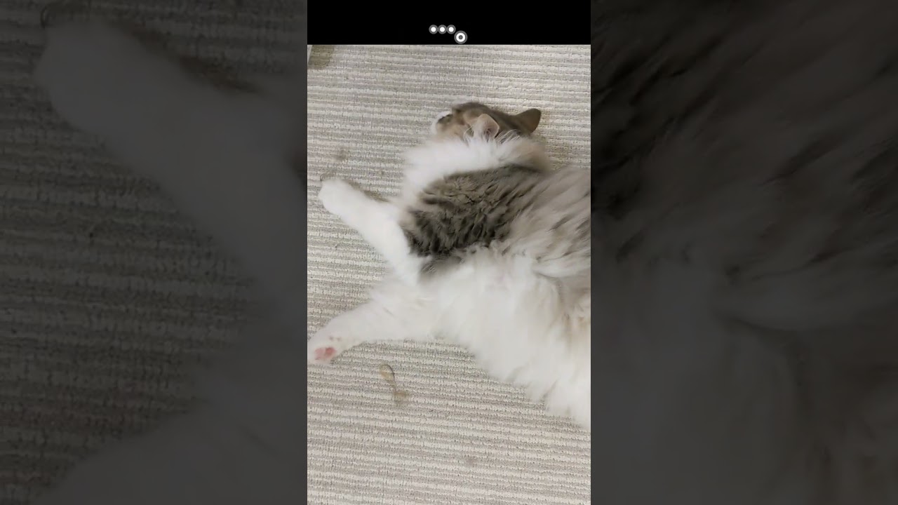 ケンカした証拠を持つ猫【ノルウェージャンフォレストキャット】＃Shorts