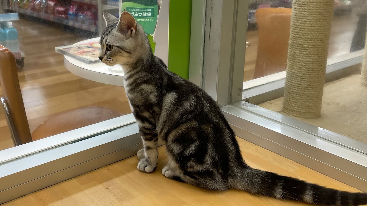 ユアぺティア東戸塚店 - アメリカンショートヘア　男の子 2022/1/10