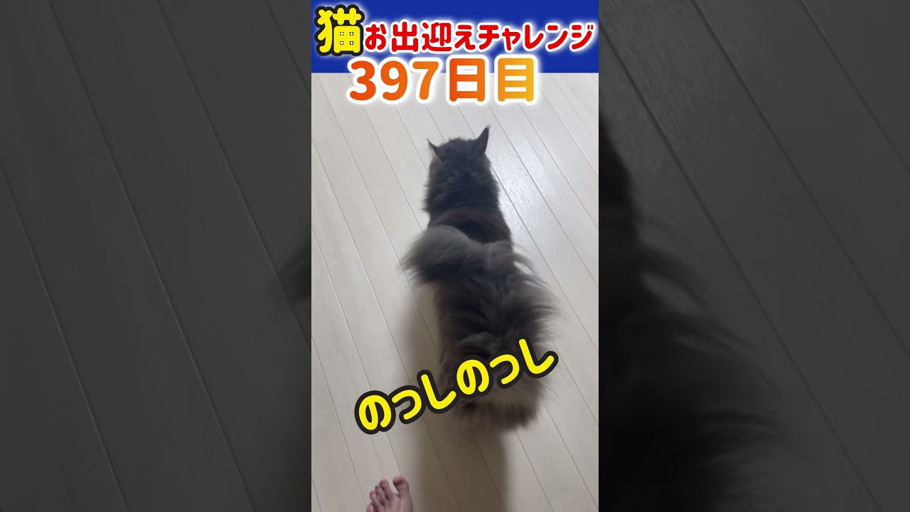 猫お出迎えチャレンジ397日目【メインクーン】 #猫 #アリスさん #かわいい
