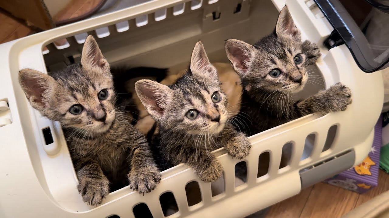 初めまして、お外で産まれた5兄弟さん。【保護猫】