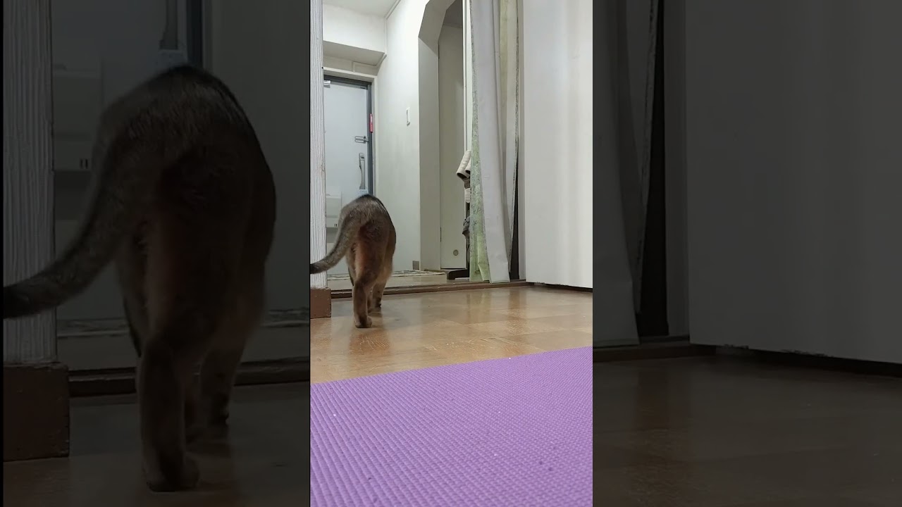 ネコ動画あび＃1309　#shorts　あびの毎日　アビシニアン　あび