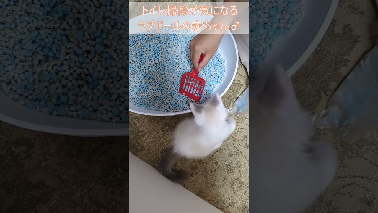 トイレ掃除が気になるラグドールの赤ちゃん♂