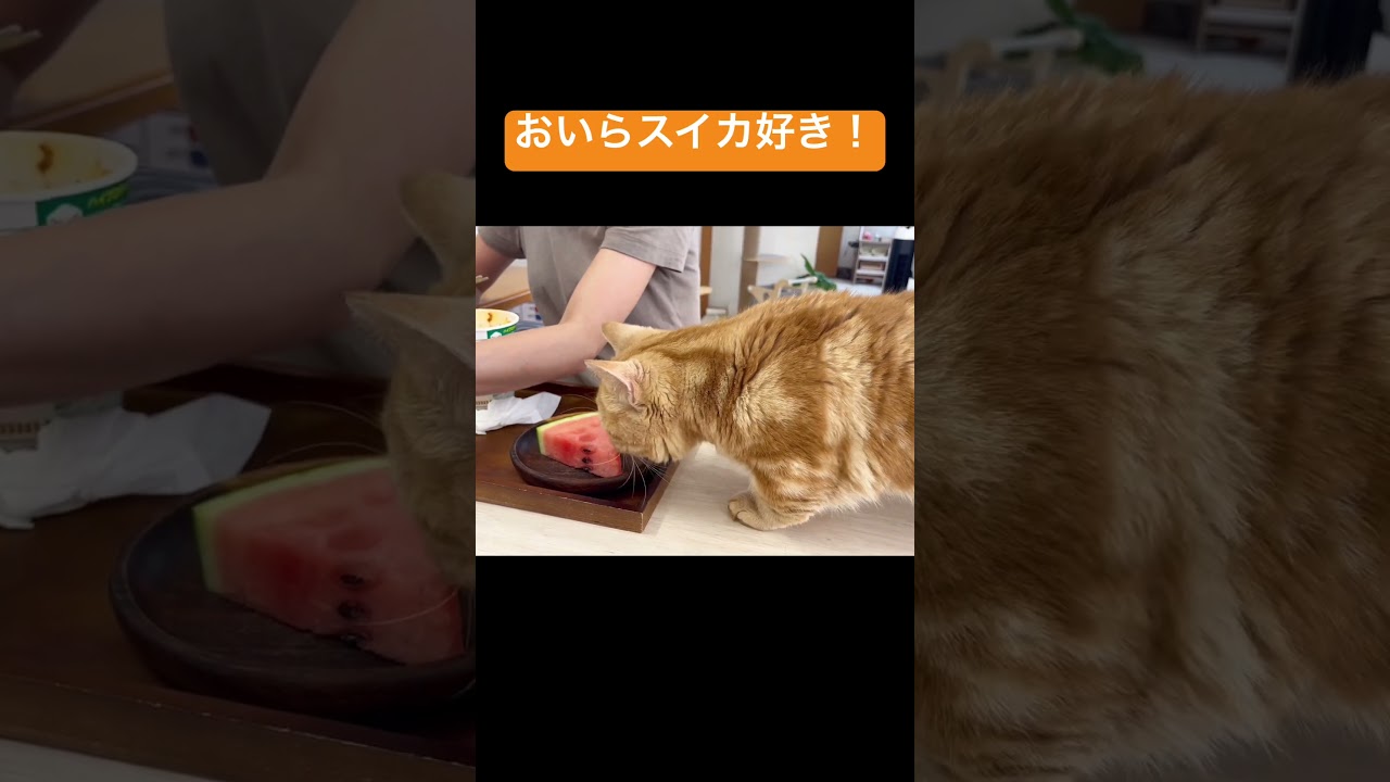 一年たってスイカのおいしさに気づいた猫ちゃーぼー #shorts
