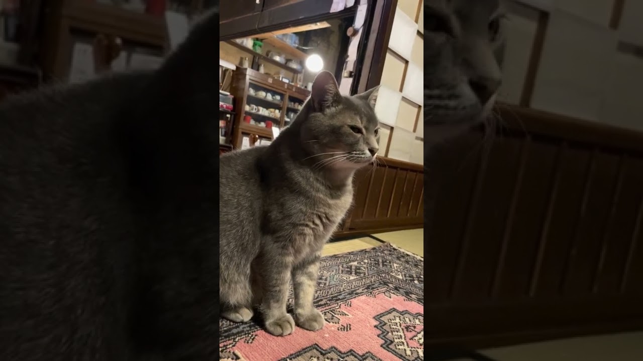 #風の猫　おばあちゃんがゴロンするので..　近くに居て..　座り直す猫…　#shorts