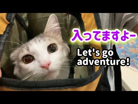 リュックに入ってお出かけ準備万端な猫と2分間のプチ冒険【🇲🇾猫とマレーシア暮らし】〜森猫おはぎの遊雅な日常〜 #マレーシア移住 #おは散歩 #ノルウェージャンフォレストキャット