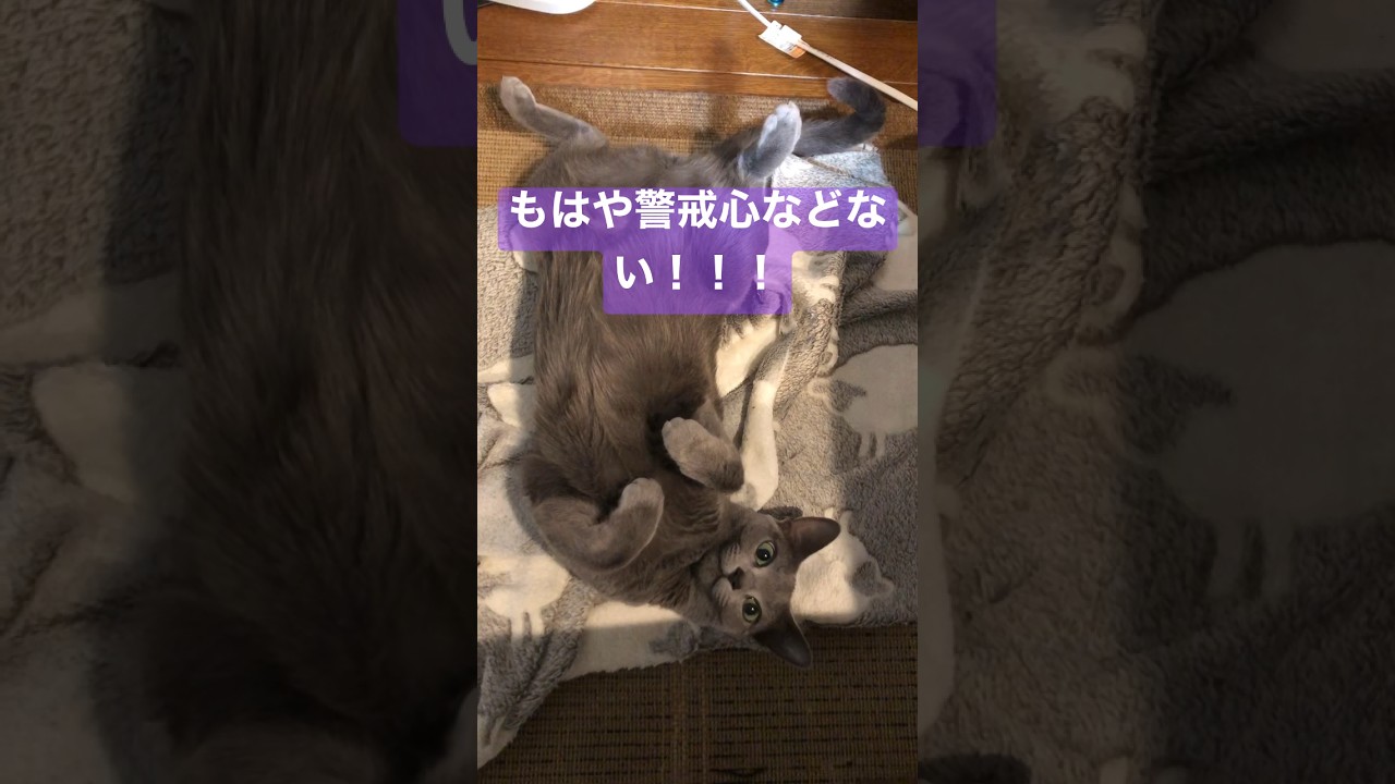 腹を見せて横たわる猫。あざとい❤️#shorts #russianblue #ロシアンブルー#cat #ねこ #猫 #cute #かわいい #cute #癒し #日常 #animals #pets